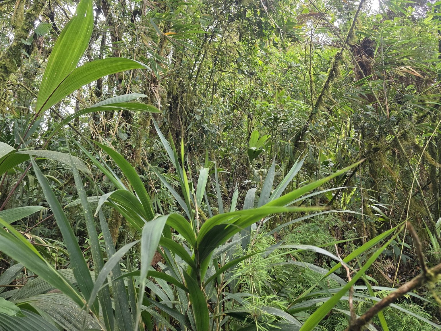 EL EMPALME, SAN ISIDRO, EL GUARCO, CARTAGO : ₡190.000.000 - Imagen 5