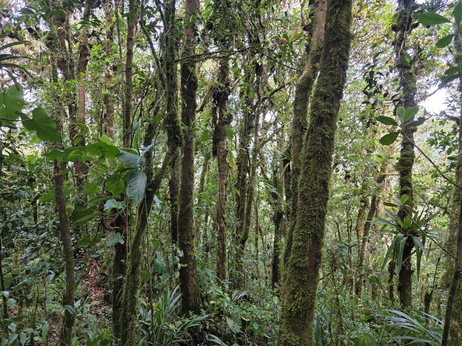 EL EMPALME, SAN ISIDRO, EL GUARCO, CARTAGO : ₡190.000.000 - Imagen 4