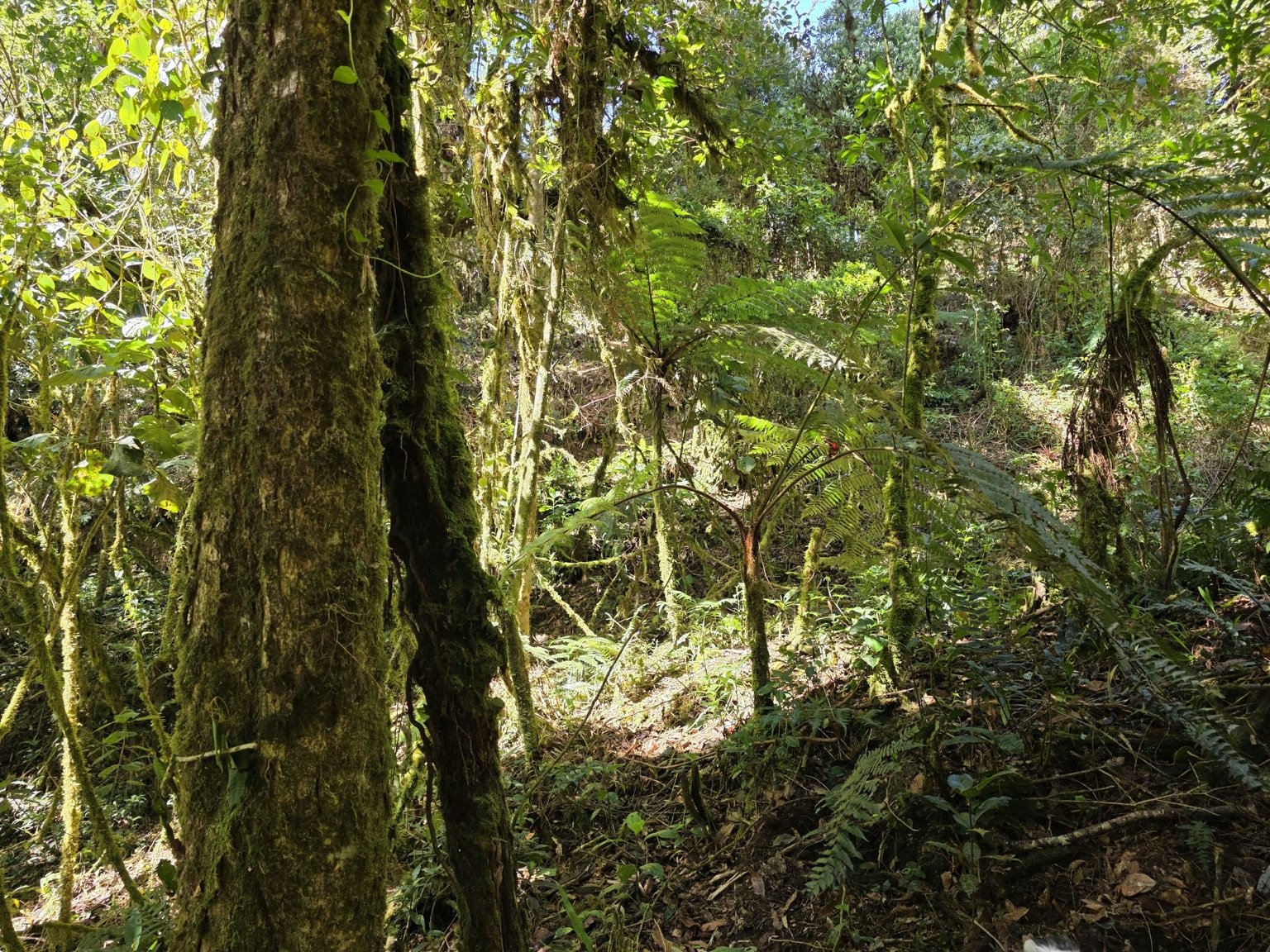 EL EMPALME, SAN ISIDRO, EL GUARCO, CARTAGO : ₡190.000.000 - Imagen 3