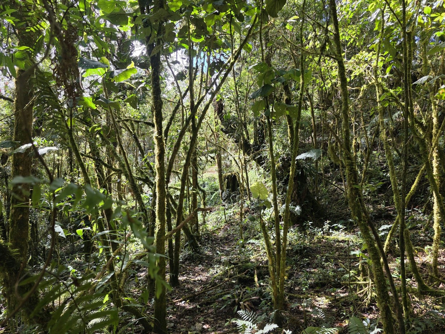 EL EMPALME, SAN ISIDRO, EL GUARCO, CARTAGO : ₡190.000.000 - Imagen 2
