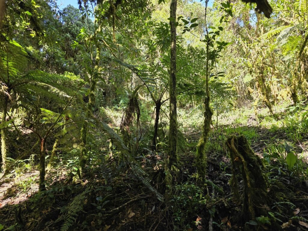 EL EMPALME, SAN ISIDRO, EL GUARCO, CARTAGO : ₡190.000.000